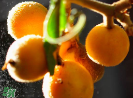 枇杷什么時(shí)候成熟？枇杷什么時(shí)候上市？