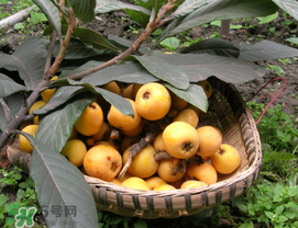 枇杷能放冰箱嗎？枇杷可以放冰箱保存嗎？