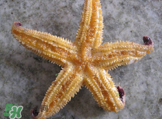 海星怎么吃？海星能吃嗎？