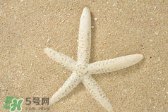 海星怎么吃？海星能吃嗎？