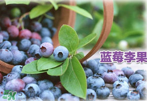 藍(lán)莓李果是假的嗎？火車上的藍(lán)莓李果是真的嗎？