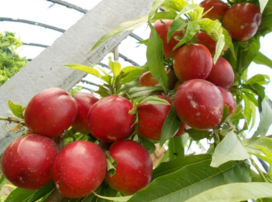 油桃什么時候上市？油桃最早的幾月份上市？