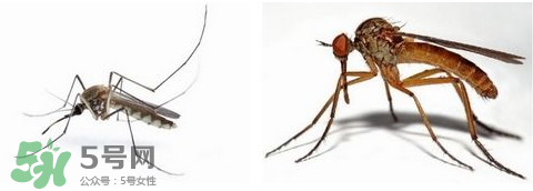 蚊蟲叮咬會傳播艾滋病嗎？蚊蟲會傳染乙肝嗎？