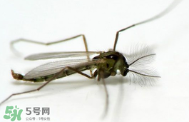 蚊蟲叮咬會傳播艾滋病嗎？蚊蟲會傳染乙肝嗎？