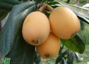 枇杷為什么酸？枇杷酸怎么辦？