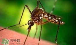 什么防蚊效果好？嬰兒用什么防蚊？