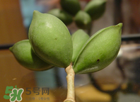 檳榔為什么會(huì)上癮？檳榔上癮怎么戒？