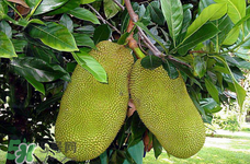 菠蘿蜜的營(yíng)養(yǎng)價(jià)值 吃菠蘿蜜有什么好處？