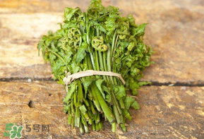 糖尿病能吃蕨菜嗎？糖尿病可以吃蕨菜嗎？