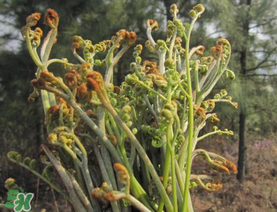 糖尿病能吃蕨菜嗎？糖尿病可以吃蕨菜嗎？