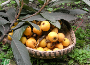 枇杷哪些人不能吃？哪些人不宜食用枇杷？