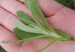 清明菜怎么做好吃？清明菜怎么做止咳？