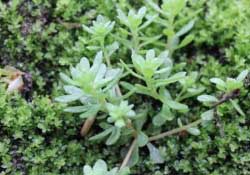 清明菜是什么菜？清明菜是艾草嗎？