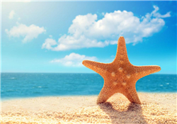 海星怎么吃？海星能吃嗎？