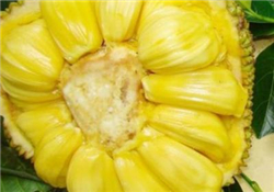 菠蘿蜜的營(yíng)養(yǎng)價(jià)值 吃菠蘿蜜有什么好處？