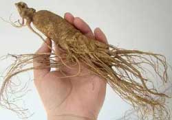 春天能吃高麗參嗎？春天可以喝高麗參湯嗎？