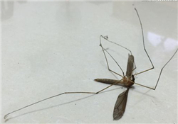 什么防蚊效果好？嬰兒用什么防蚊？