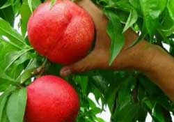 油桃什么時候上市？油桃最早的幾月份上市？