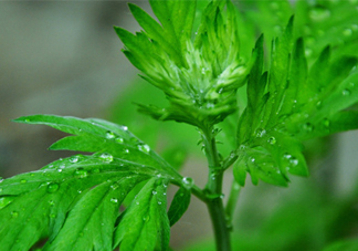 艾草可以治療濕疹嗎？艾葉如何治療濕疹？