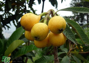 枇杷可以空腹吃嗎？空腹能吃枇杷嗎？