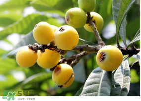 枇杷可以空腹吃嗎？空腹能吃枇杷嗎？