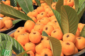 枇杷吃多了會(huì)怎樣？枇杷吃多了會(huì)上火嗎？