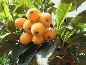 枇杷多少錢(qián)一斤？2017年枇杷多少錢(qián)一斤？