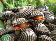 血蚶有寄生蟲嗎？血蚶有沒有寄生蟲？