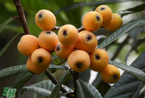 糖尿病能吃枇杷嗎？糖尿病人能吃枇杷嗎？