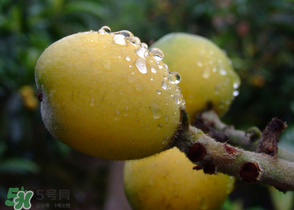 糖尿病能吃枇杷嗎？糖尿病人能吃枇杷嗎？