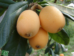 枇杷一天吃幾個合適？枇杷一次吃多少？