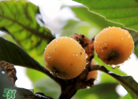 六個(gè)月寶寶可以吃枇杷嗎？6個(gè)月的寶寶能吃枇杷嗎？