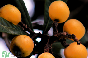 六個(gè)月寶寶可以吃枇杷嗎？6個(gè)月的寶寶能吃枇杷嗎？