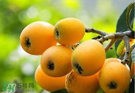 寶寶感冒可以吃枇杷嗎？寶寶感冒能吃枇杷嗎？