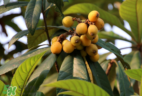 寶寶感冒可以吃枇杷嗎？寶寶感冒能吃枇杷嗎？