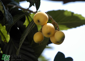 寶寶感冒可以吃枇杷嗎？寶寶感冒能吃枇杷嗎？