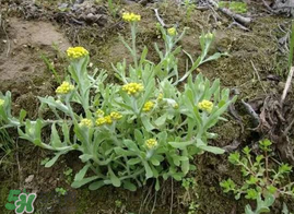 清明菜什么時(shí)候有？清明菜什么時(shí)候吃？