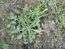 清明菜什么時(shí)候有？清明菜什么時(shí)候吃？