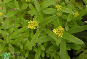 孕婦可以吃清明菜嗎？清明菜孕婦能吃嗎？