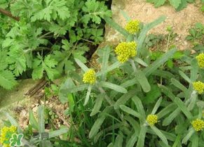 孕婦可以吃清明菜嗎？清明菜孕婦能吃嗎？