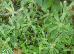 孕婦可以吃清明菜嗎？清明菜孕婦能吃嗎？