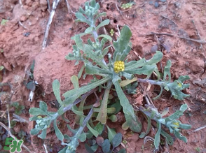 清明菜怎么保存？清明菜可以放冰箱嗎？