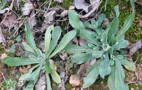 清明菜怎么保存？清明菜可以放冰箱嗎？