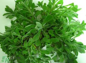 清明菜怎么保存？清明菜可以放冰箱嗎？