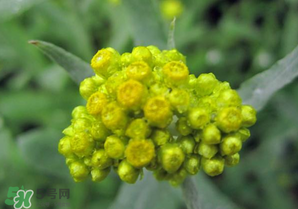 清明菜開花了能不能吃？清明菜怎么吃？