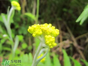 清明菜開花了能不能吃？清明菜怎么吃？