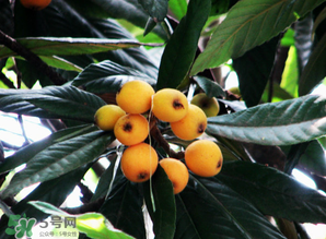 枇杷樹(shù)幾年結(jié)果？枇杷樹(shù)為什么不結(jié)果？