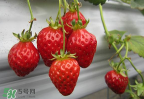 枇杷和草莓能一起吃嗎？枇杷能和草莓能一起吃嗎？