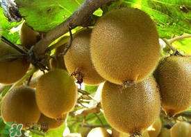 ?枇杷能和獼猴桃一起吃嗎？?枇杷可以和獼猴桃能一起吃嗎？