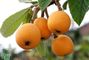 枇杷能和雞蛋一起吃嗎？枇杷可以和蛋一起吃嗎？